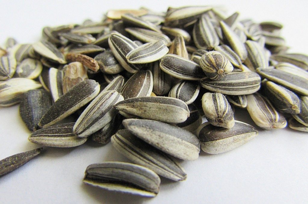 graines de tournesol en écale salées